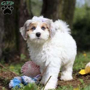 Missy, Mini Bernedoodle Puppy